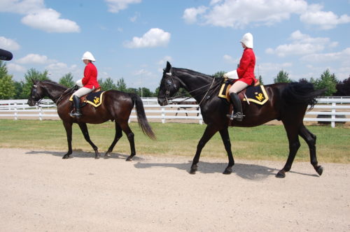 Rcmp Depot Horse Program E1488132445830